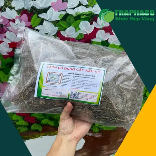 Cách dùng cây xấu hổ sắc nước