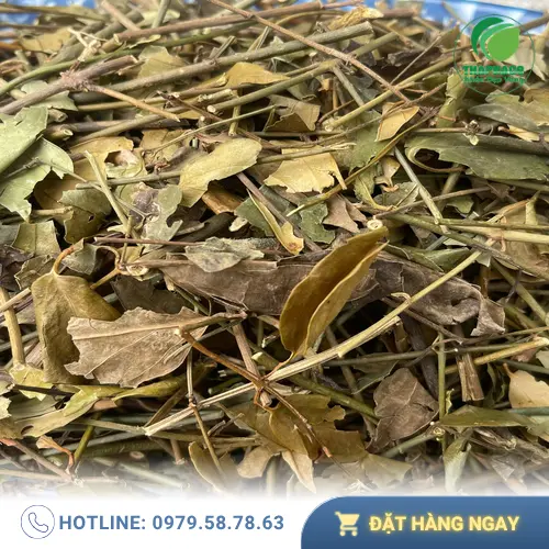 Công dụng chè vằng hỗ trợ lợi sữa
