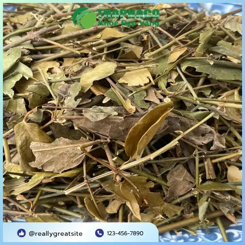 Lá chè vằng sấy khô