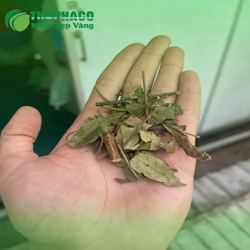 Mẹ bỉm sữa sử dụng chè vằng khô để hỗ trợ lợi sữa