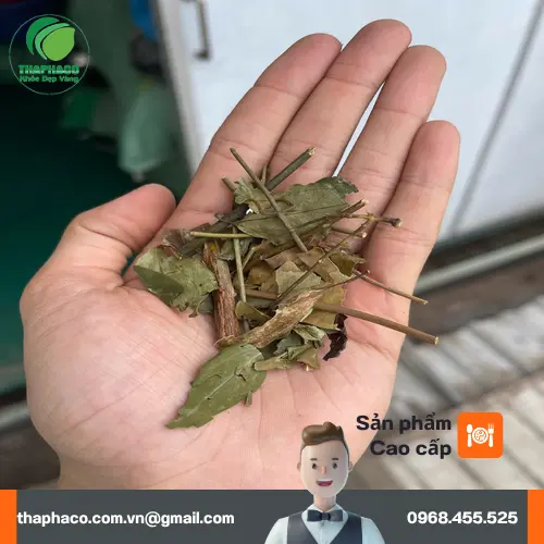 Phụ nữ sau sinh đang uống trà chè vằng