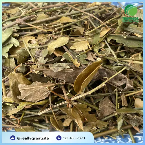 Lựa chọn chè vằng khô chất lượng tại THAPHACO
