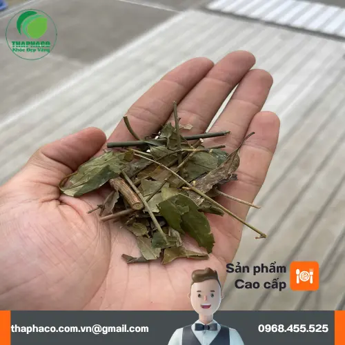 Pha chè vằng đúng cách để tận hưởng trọn vẹn hương vị.