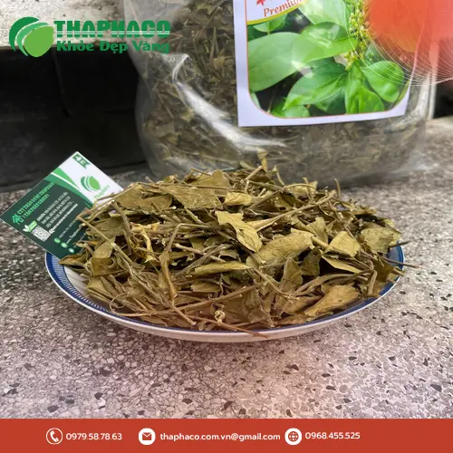 Quy trình sấy khô Dây Thìa Canh hiện đại tại THAPHACO