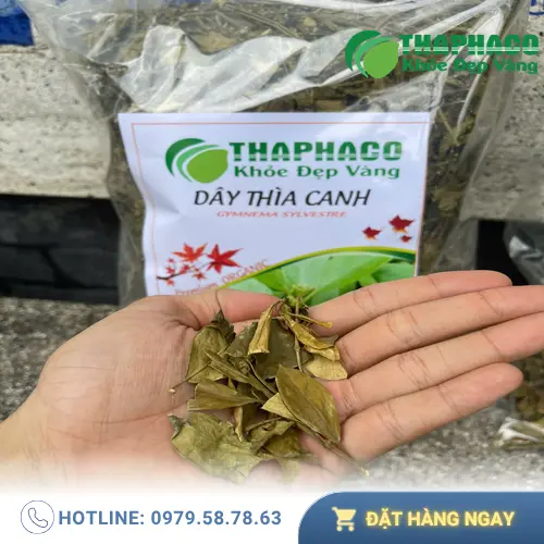 Các tác dụng phụ tiềm ẩn của Dây Thìa Canh cần lưu ý