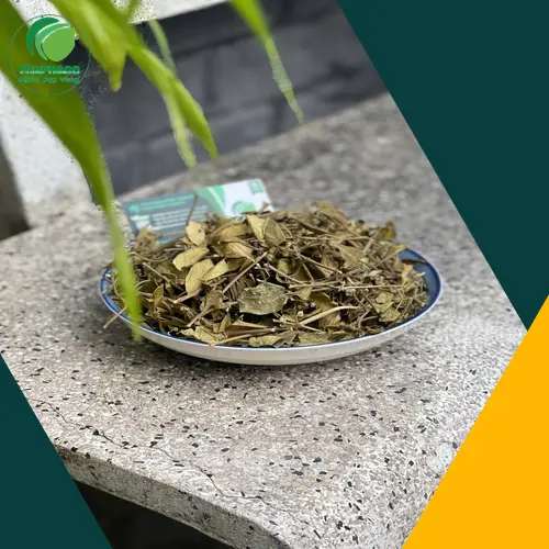 Lưu ý khi dùng Dây Thìa Canh cho các đối tượng đặc biệt