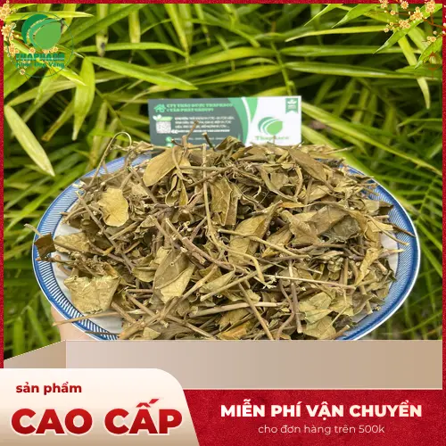 Phụ nữ cho con bú cần thận trọng khi dùng Dây Thìa Canh