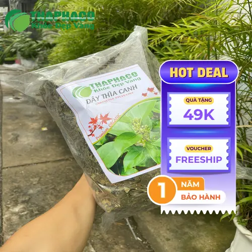 THAPHACO cung cấp Dây Thìa Canh chất lượng, rõ nguồn gốc