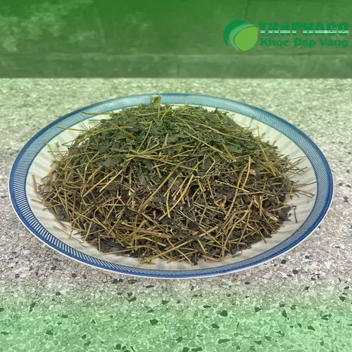 Hình ảnh cây Giảo Cổ Lam tươi