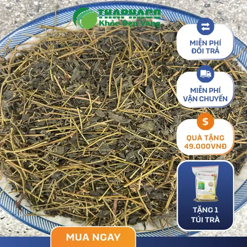 Thời điểm uống Giảo Cổ Lam để tối ưu hiệu quả