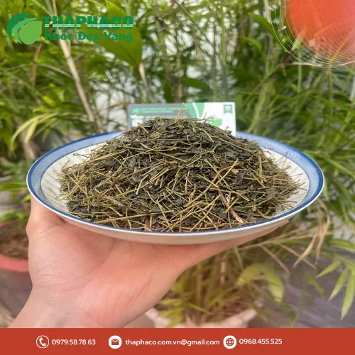 Phụ nữ mang thai không nên uống Giảo Cổ Lam