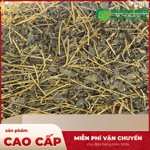 THAPHACO cung cấp Giảo Cổ Lam khô chất lượng tại TP.HCM