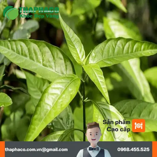 Hình ảnh cây Hoàn Ngọc Trắng với gân lá trắng đặc trưng