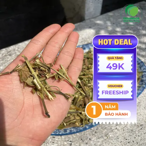 Hình ảnh cây Hoàn Ngọc Đỏ với thân và gân lá đỏ tía