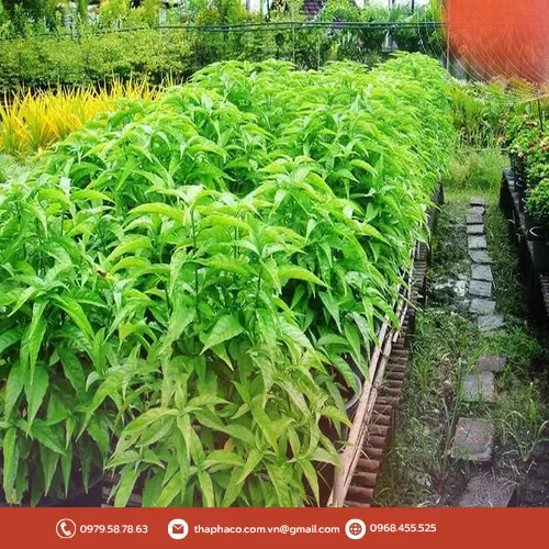 Hoàn Ngọc khô chất lượng từ THAPHACO