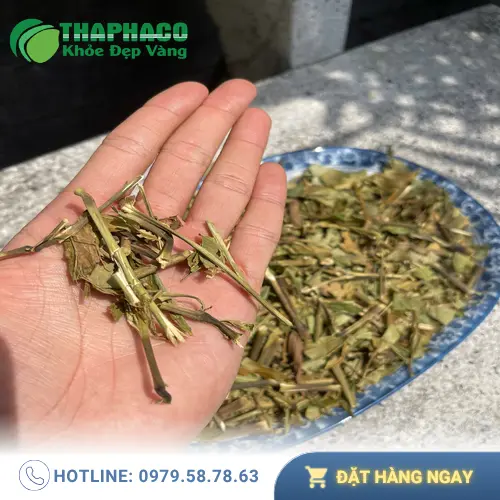 Chất lượng lá Hoàn Ngọc khô được kiểm định