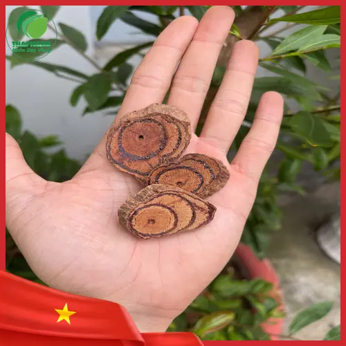 Đối tượng cần thận trọng khi dùng Kê Huyết Đằng