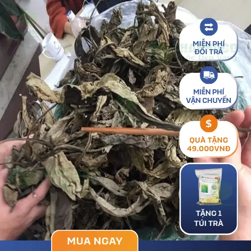 Tiêu chí chọn Lá Khôi Tía khô uy tín