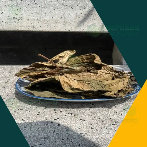 Cách dùng Lá Khôi Tía khô đúng chuẩn