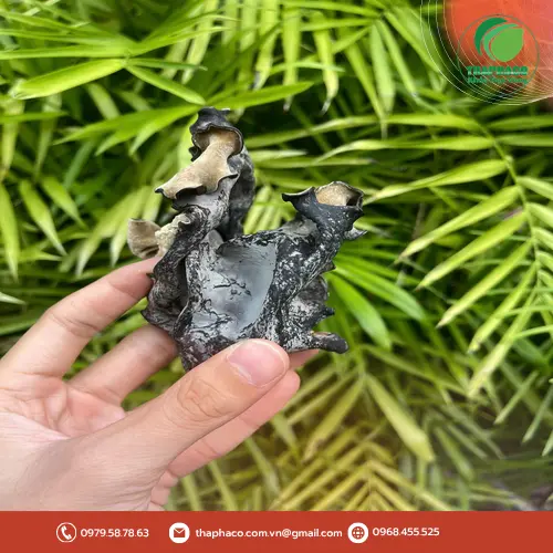 Mộc nhĩ sấy khô đang được ngâm trong nước