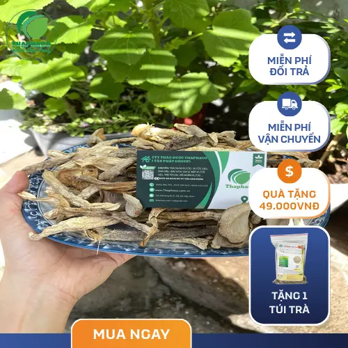 Nấm lộc nhung là loại dược liệu quý giá