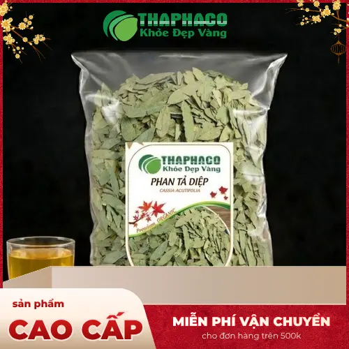 Cây Phan Tả Diệp tươi