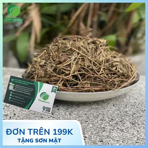 Sản phẩm sài đất khô chất lượng được cung cấp bởi THAPHACO