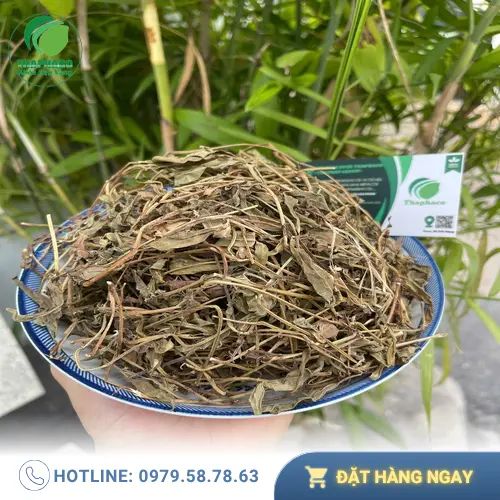 Quy trình sấy khô sài đất tại THAPHACO