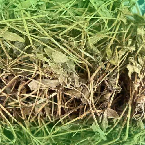 Hình ảnh sài đất khô đã được sơ chế, đóng gói
