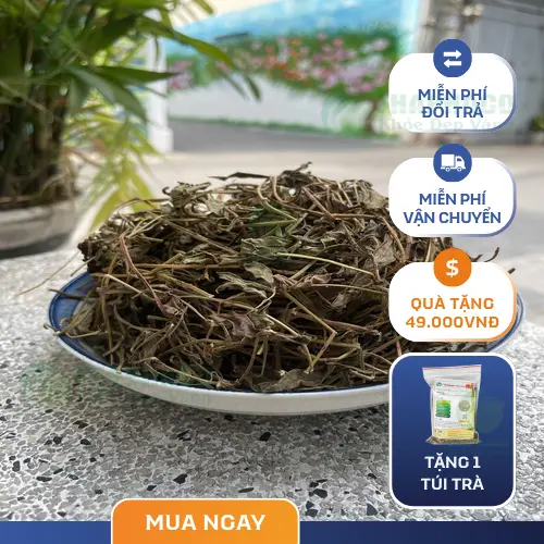 Sài đất khô được đóng gói cẩn thận tại THAPHACO