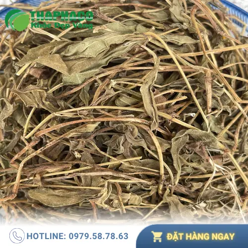 Sài đất được phơi khô cẩn thận, chuẩn bị đóng gói