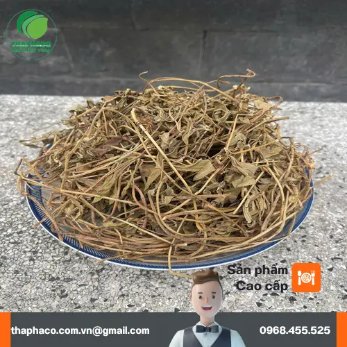 Sài đất khô được đóng gói cẩn thận, có nhãn mác THAPHACO