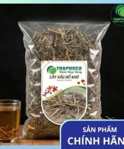 Địa Chỉ Bán Cây Xấu Hổ Khô Tại TP.HCM Uy Tín, Giá Tốt