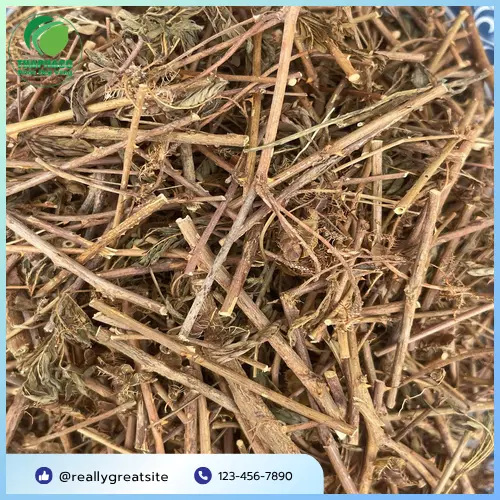 Quy trình đóng gói cây xấu hổ khô tại THAPHACO