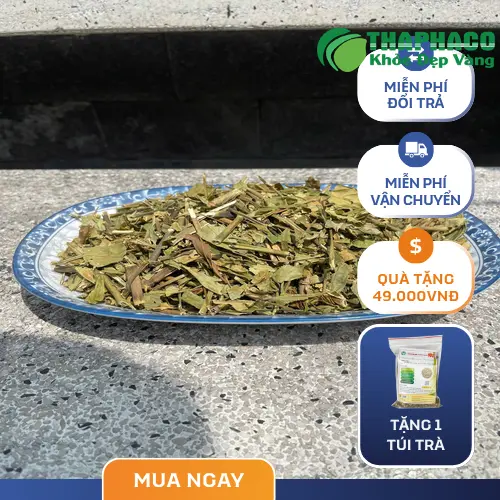 Lá cây Hoàn Ngọc tươi và khô