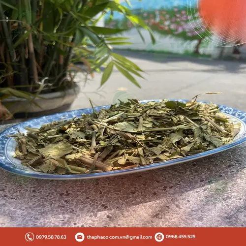 Lá Hoàn Ngọc khô đóng gói cẩn thận của THAPHACO