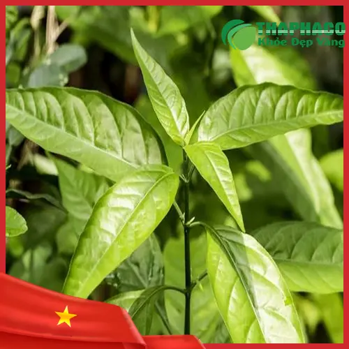 Hũ thủy tinh hoặc túi zip kín khí dùng để bảo quản lá Hoàn Ngọc khô