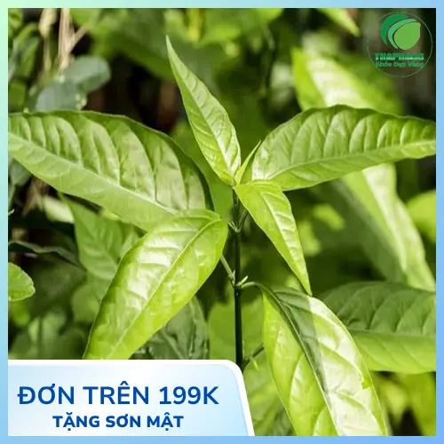 Thảo dược Hoàn Ngọc khô tự nhiên
