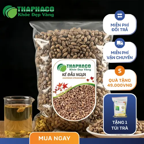 Thương Nhĩ Tử khô chất lượng tại THAPHACO