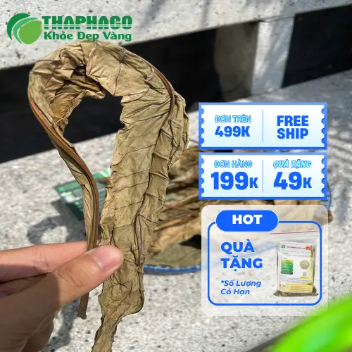 Lá Khôi Tía hỗ trợ dạ dày