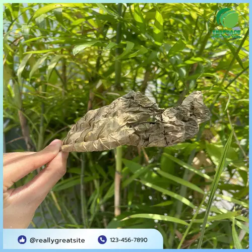 Phụ nữ mang thai không nên dùng lá khôi tía