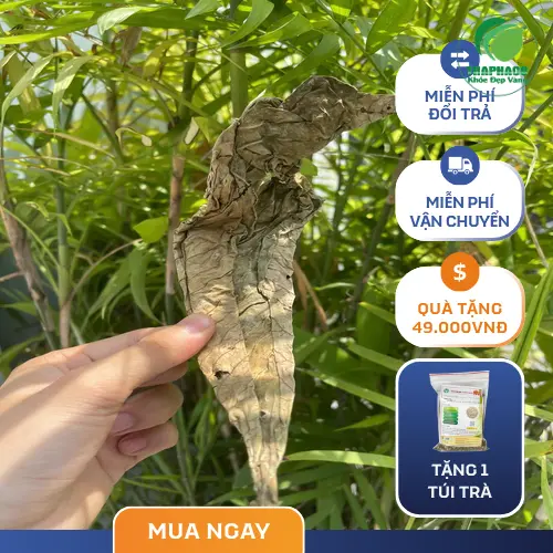 Cách sơ chế Lá Khôi Tía Khô