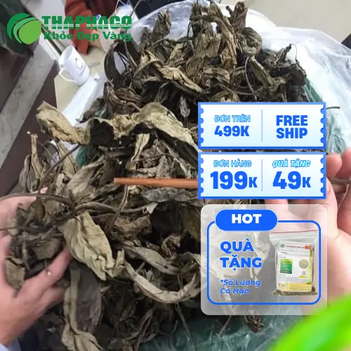Sản phẩm lá khôi tía khô chất lượng từ THAPHACO