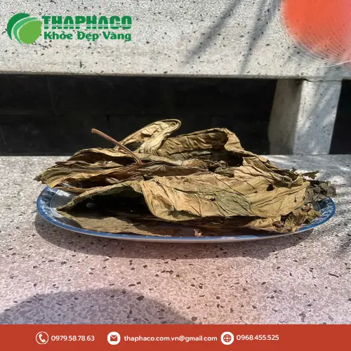Lưu ý khi dùng trà lá khôi tía sấy khô