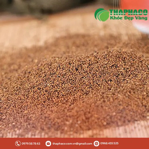 Cận cảnh hạt Thỏ Ty Tử chất lượng cao