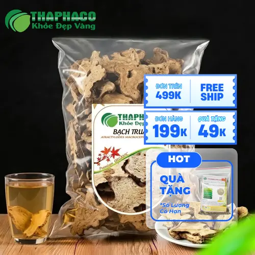Bạch Truật khô chất lượng cao tại THAPHACO