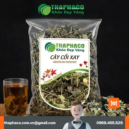 Cây cối xay có tác dụng gì và đặc điểm nhận biết