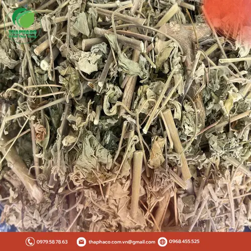 Lợi ích cây cối xay trong thanh nhiệt giải độc