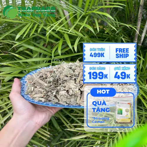 Cây cối xay chữa bệnh gì và các công dụng khác