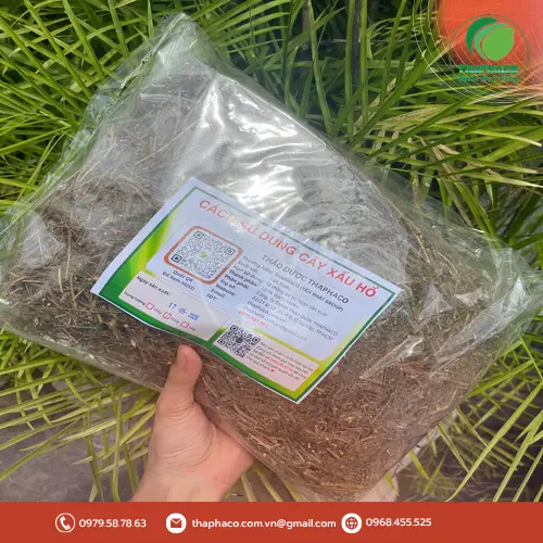 Cây xấu hổ khô có thể hỗ trợ nhiều vấn đề sức khỏe